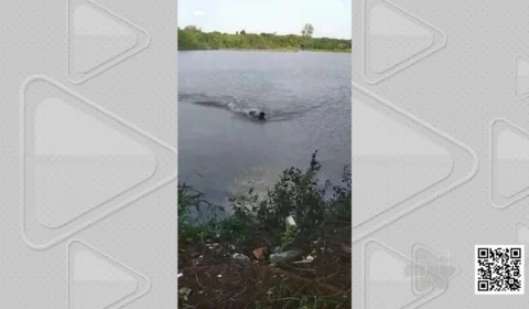 VÍDEO: homem é atacado por jacaré após nadar em lago proibido para banho, em Campo Grande (MS)