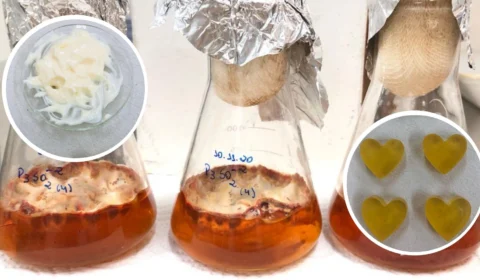 Fungos amazônicos podem ser usados como colorantes naturais, diz pesquisa do Inpa