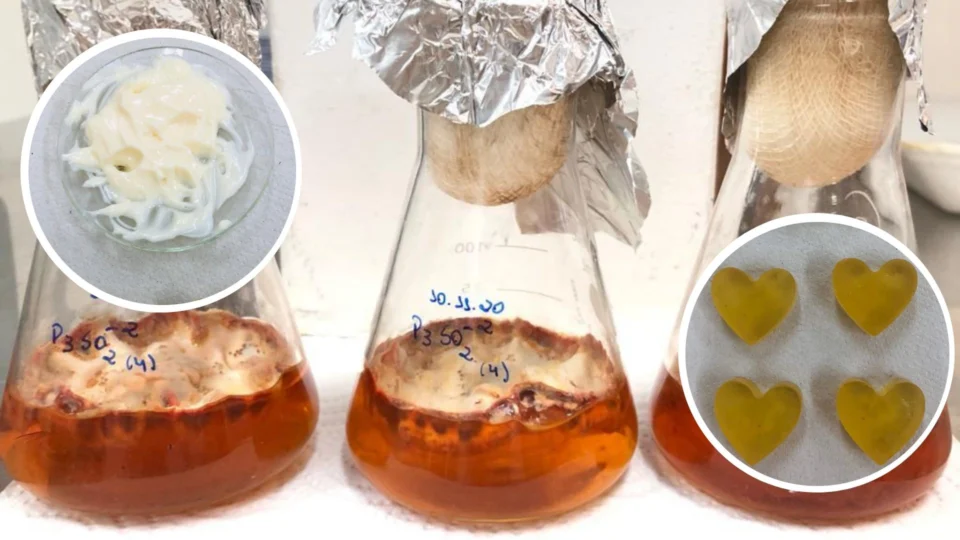 Fungos amazônicos podem ser usados como colorantes naturais, diz pesquisa do Inpa