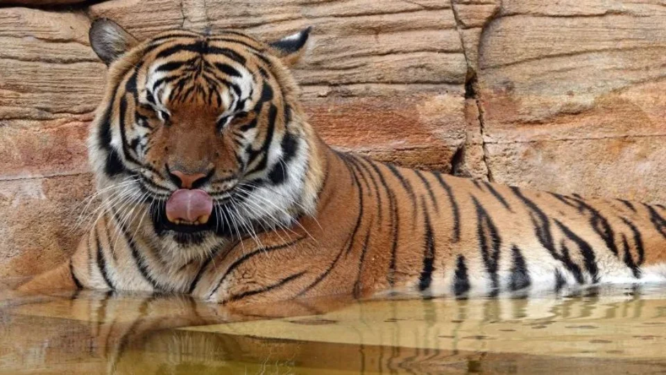 Tigre é morto após homem tentar alimentá-lo nos EUA