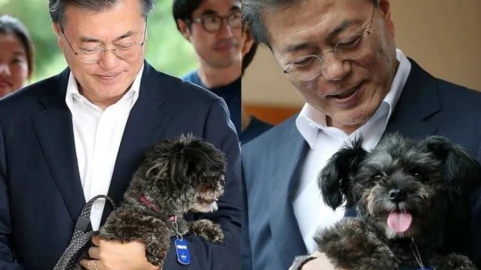 Presidente da Coreia do sul sugere proibição do consumo de cachorros