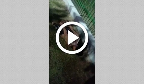 VÍDEO: polícia prende suspeito de praticar arrastões na Zona Oeste de Manaus