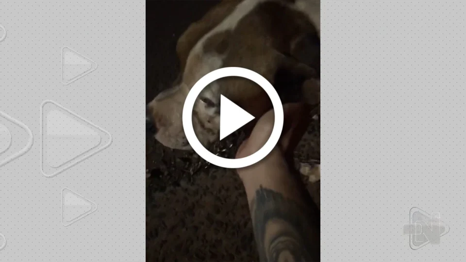 VÍDEO: jovem adota cachorro que protegeu carro roubado em Mato Grosso do Sul