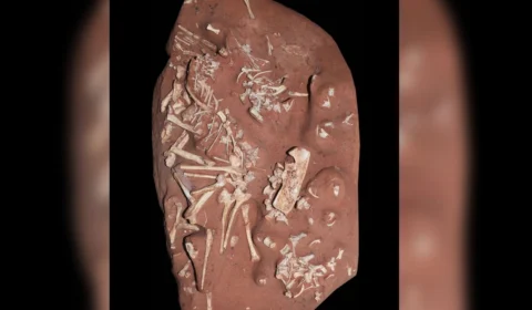 Nova espécie de dinossauro raro é descoberta por pesquisadores do Museu Nacional