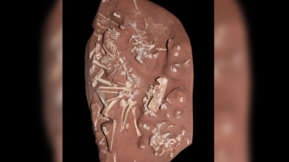 Nova espécie de dinossauro raro é descoberta por pesquisadores do Museu Nacional