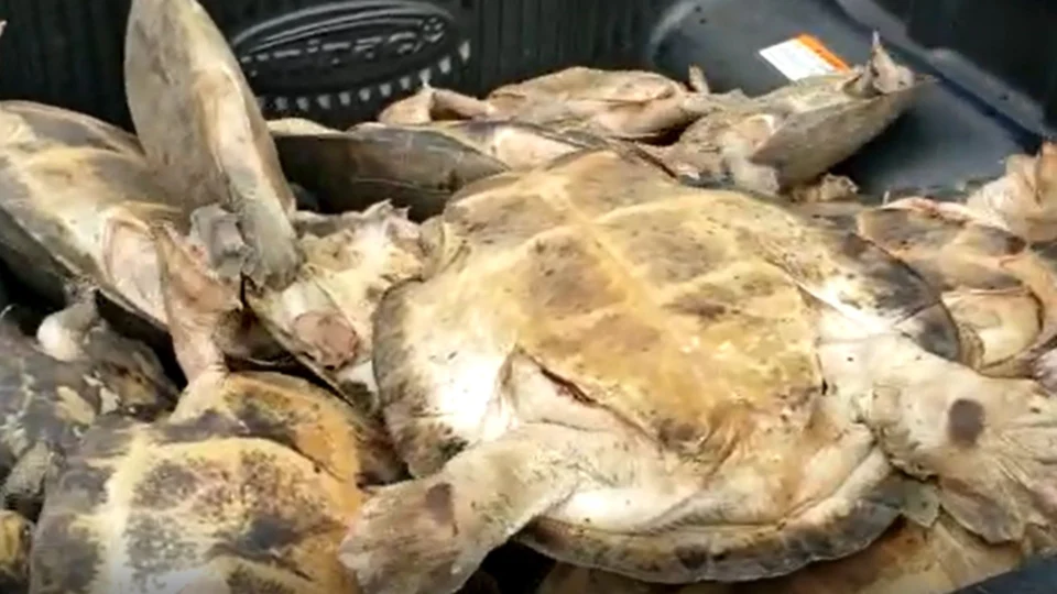 VÍDEO: Dupla é presa por venda ilegal de animais silvestres, em Eirunepé-AM