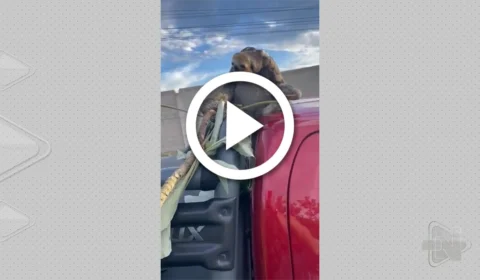 VÍDEO: bicho-preguiça cai de árvore e atinge vidro de carro em Manaus