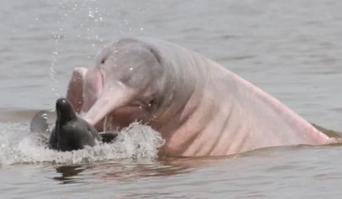 Pesquisadores investigam comportamento agressivo de botos no AM