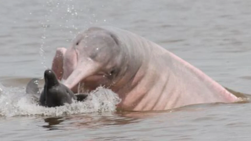 Pesquisadores investigam comportamento agressivo de botos no AM