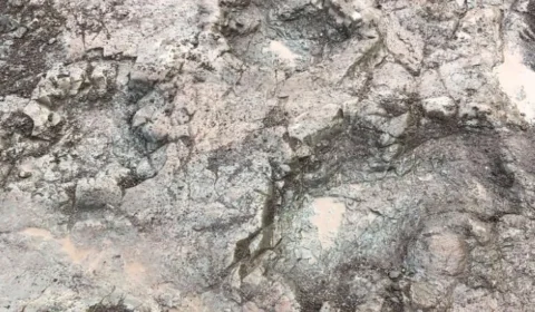 Paleontólogos de Londres estudam pegadas de dinossáurio de 200 milhões de anos