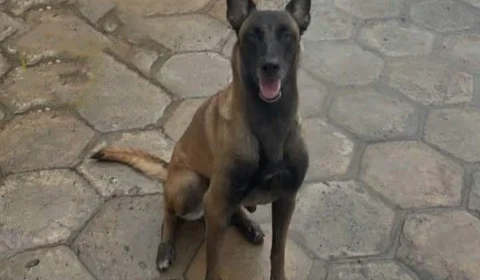 Cadela Honda morre em combate com onça na selva de Urucará-AM