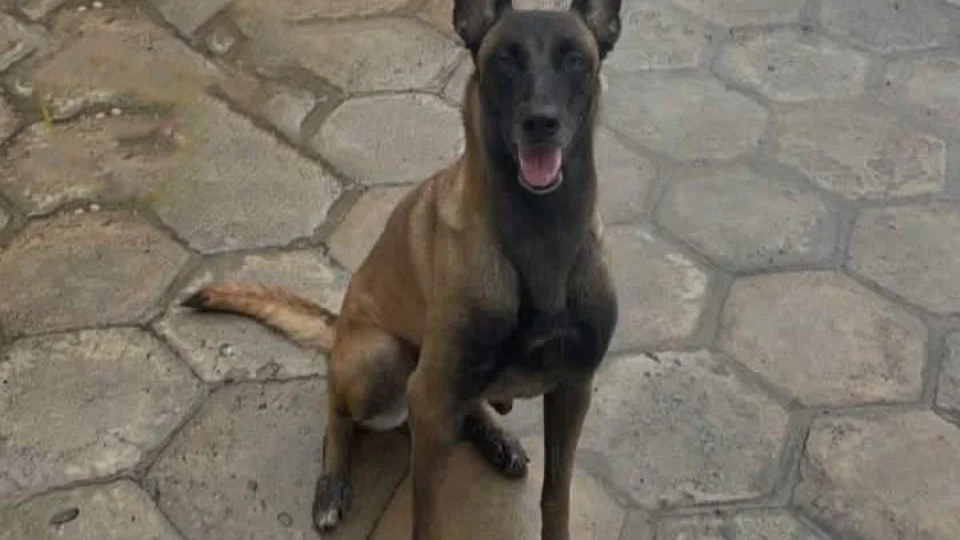 Cadela Honda morre em combate com onça na selva de Urucará-AM