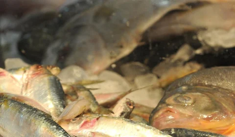 Consumo de peixe é responsável por surtos da doença da ‘urina preta’ na Bahia, diz Fiocruz