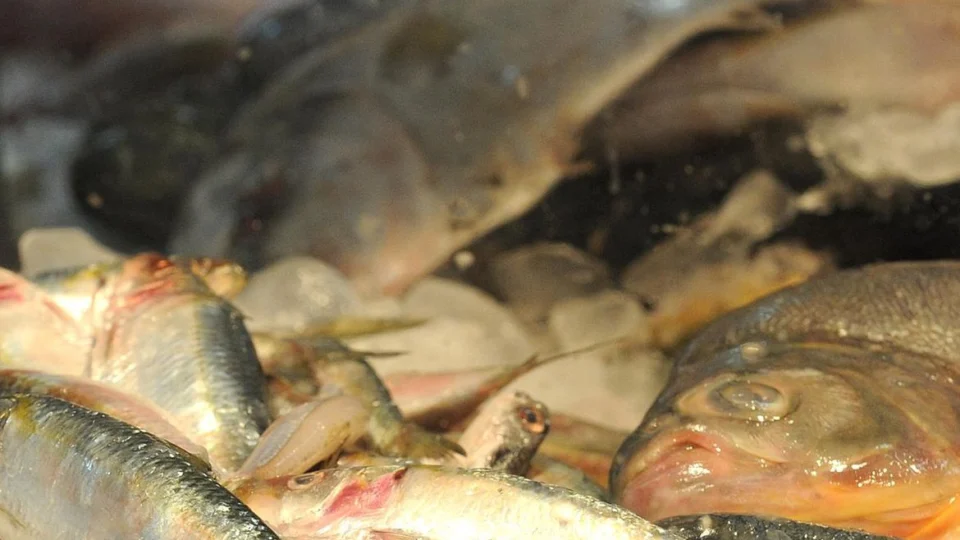 Consumo de peixe é responsável por surtos da doença da ‘urina preta’ na Bahia, diz Fiocruz