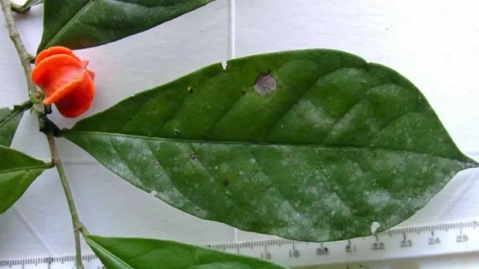 Planta misteriosa descoberta há quase 50 anos na Amazônia tem identidade revelada após exame de DNA