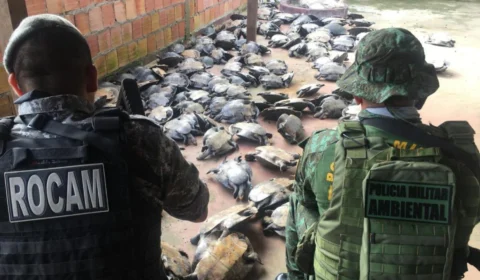 No AM, homem é preso em flagrante com 180 quelônios em Novo Airão