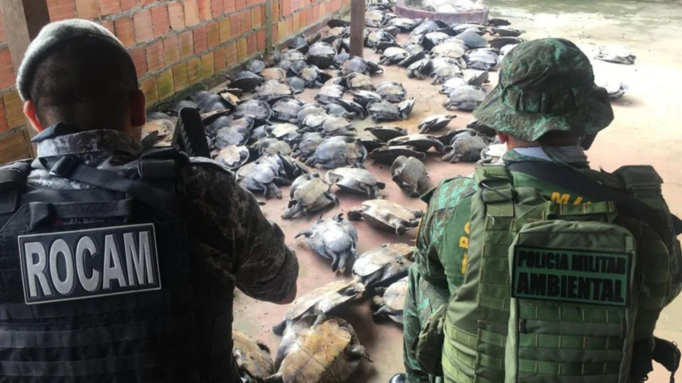 No AM, homem é preso em flagrante com 180 quelônios em Novo Airão
