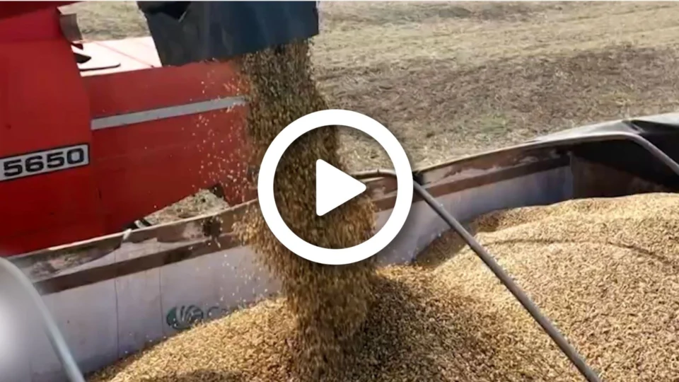 VÍDEO: conflito entre Rússia e Ucrânia ameaça reserva de fertilizantes no Brasil; país recorre a novas parcerias