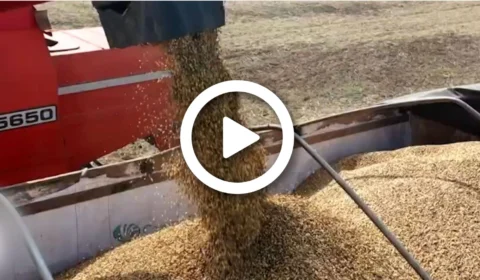 VÍDEO: conflito entre Rússia e Ucrânia ameaça reserva de fertilizantes no Brasil; país recorre a novas parcerias