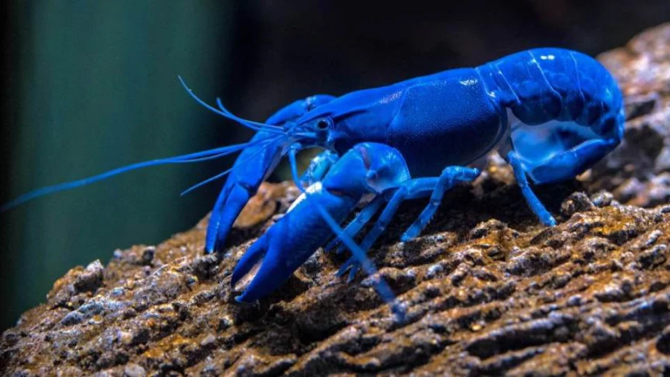 Lagosta azul é encontrada no mar da Escócia