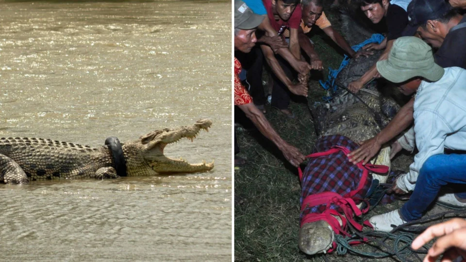 Crocodilo é devolvido à natureza após passar cinco anos com pneu como ‘colar’, na Indonésia