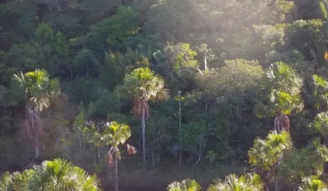 Mais de 80% das plantas arbóreas da Amazônia são úteis para os seres humanos, diz Inpa