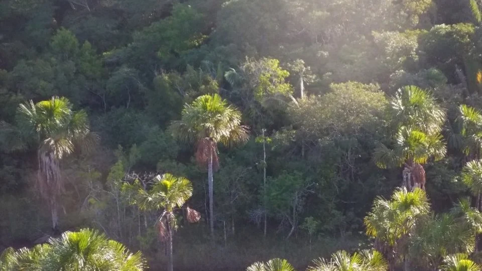 Mais de 80% das plantas arbóreas da Amazônia são úteis para os seres humanos, diz Inpa
