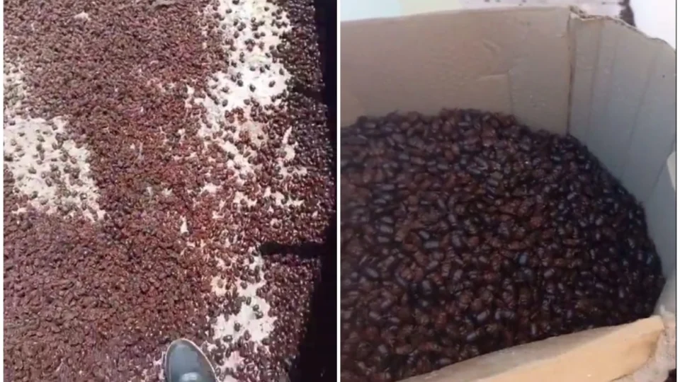 VÍDEO: milhões de besouros invadem cidade na Argentina