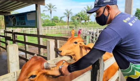 Vacinação contra febre aftosa será realizada em novembro em oito municípios