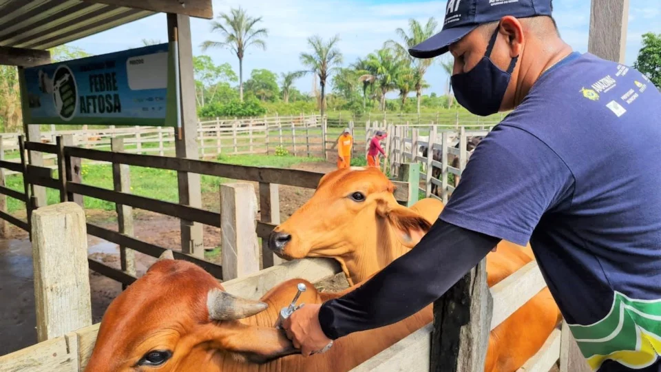 Vacinação contra febre aftosa será realizada em novembro em oito municípios