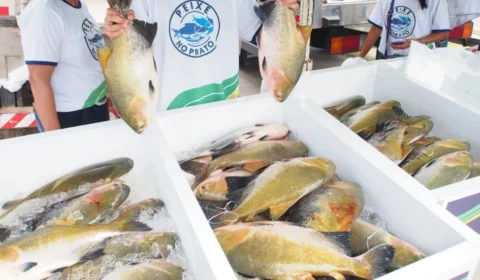 Feirão do Pescado Manejado inicia nesta quinta-feira, em Manaus