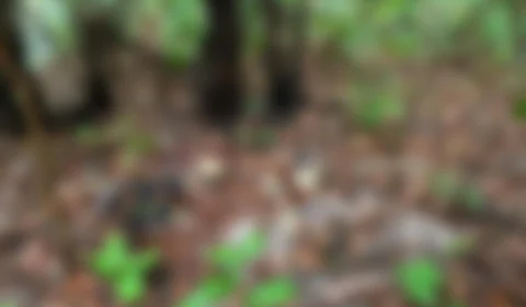 Funcionários de hospital encontram ossada humana em área de mata na Zona Leste de Manaus