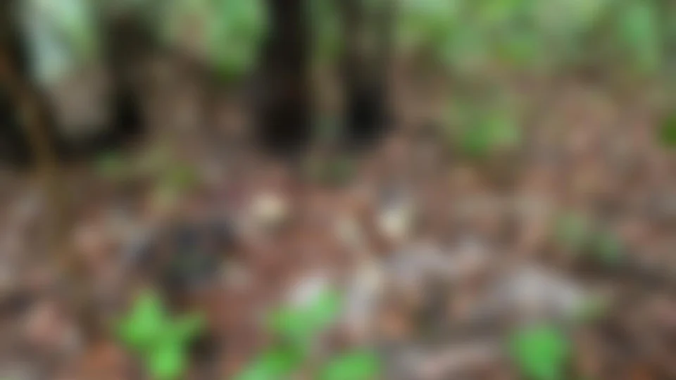 Funcionários de hospital encontram ossada humana em área de mata na Zona Leste de Manaus