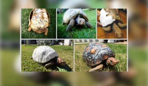 Equipe de brasileiros entram para o Guinness por implantar casco feito em 3D em jabuti