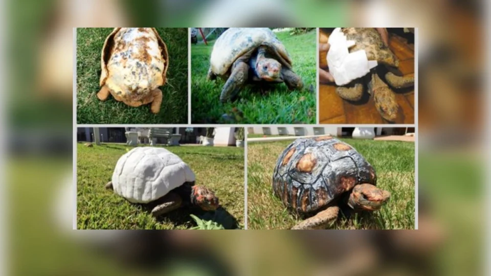 Equipe de brasileiros entram para o Guinness por implantar casco feito em 3D em jabuti