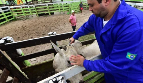 Vacinação contra febre aftosa será suspensa em 2022 no AM, diz Adaf