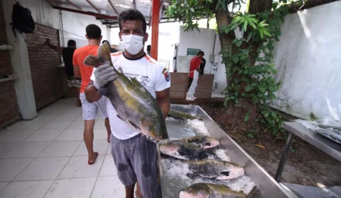 Feiras de tambaqui e pirarucu prometem preços mais baixos em dois finais de semana em Manaus; confira local e preços