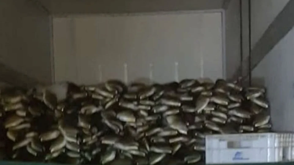 Seis toneladas de pescado da espécie aruanã são apreendidas em um terminal pesqueiro na Zona Sul de Manaus