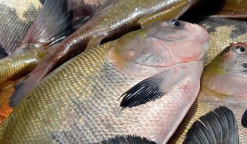 Dos 78 casos suspeitos da doença da ‘urina preta’ no Amazonas, 15 já foram descartados