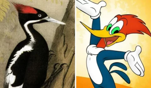 EUA irá declarar extinção da espécie que inspirou Pica-Pau do desenho animado