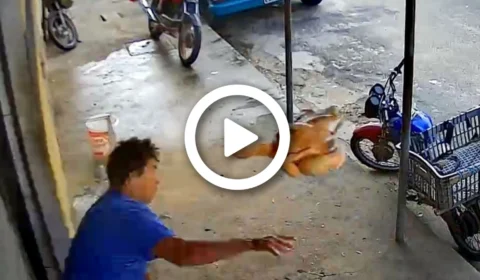 VÍDEO: homem joga frango em suspeito para se defender de assalto, em Fortaleza