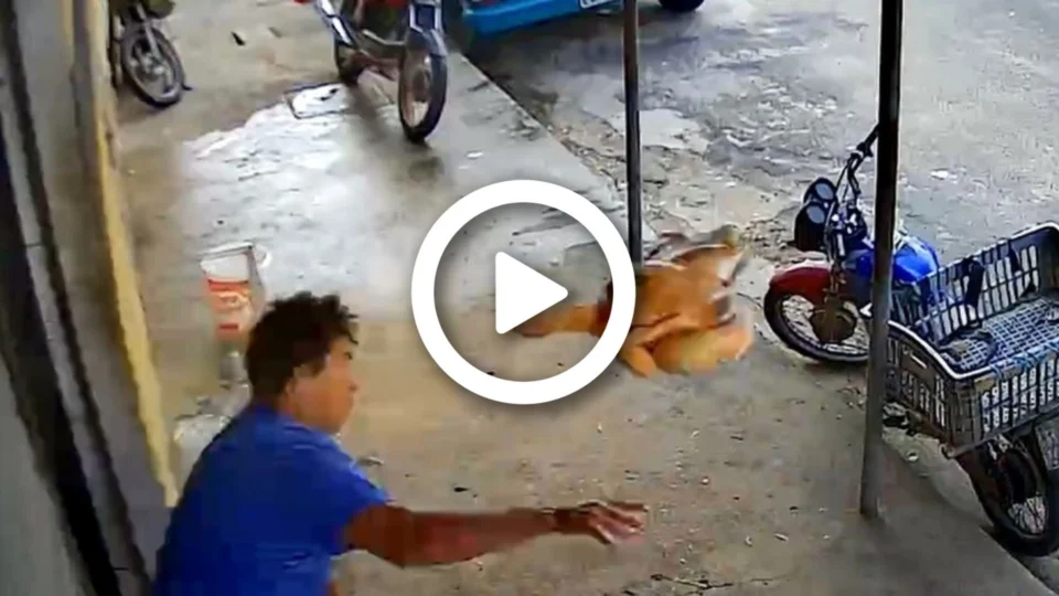 VÍDEO: homem joga frango em suspeito para se defender de assalto, em Fortaleza