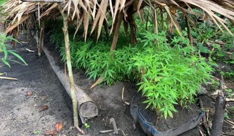 Operação Hórus desativa plantação de maconha em Maués, no AM
