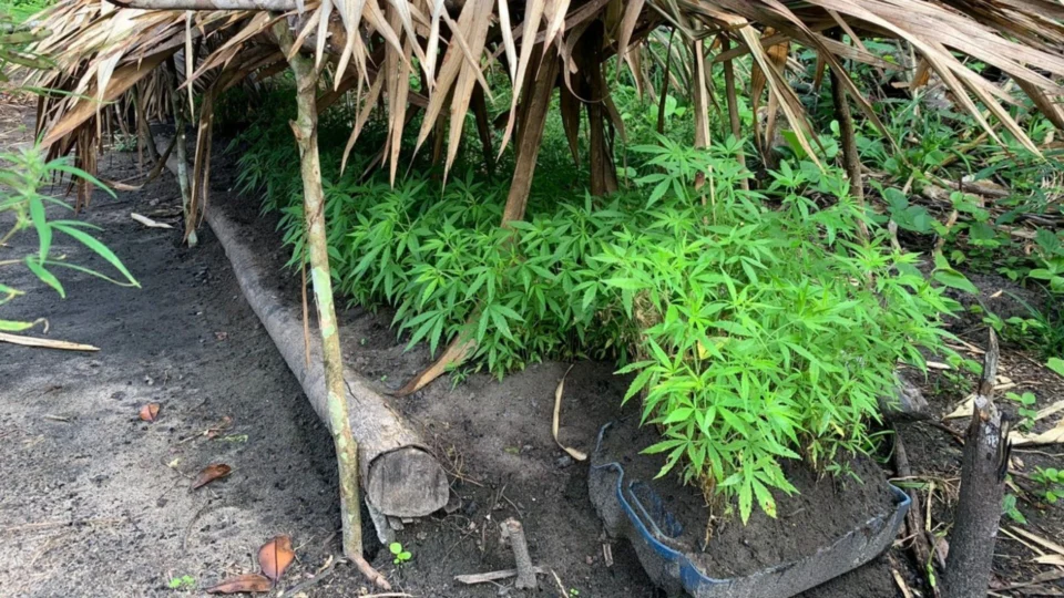 Operação Hórus desativa plantação de maconha em Maués, no AM
