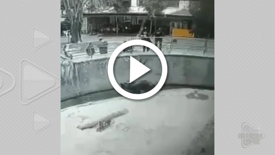 VÍDEO: mulher joga filha de 3 anos dentro de jaula de urso na Ásia Central