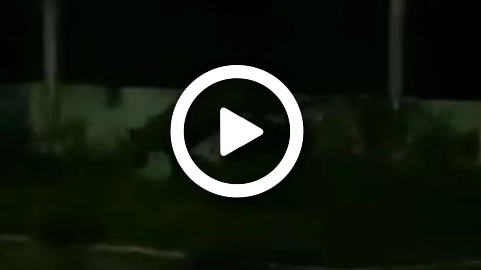 VÍDEO: morador flagra onça sair da mata no município de Tefé-AM