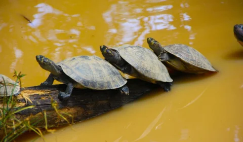 Quelonicultores do Amazonas querem regularização de filhotes de quelônios como animais de estimação