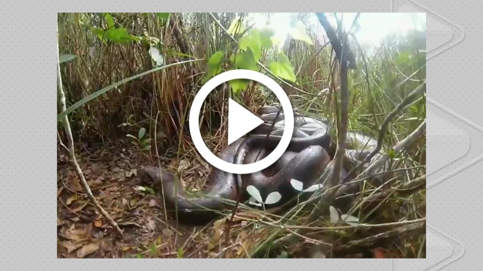 VÍDEO: registro raro de sucuris-verdes acasalando em Bonito (MS) é compartilhado por fotógrafo