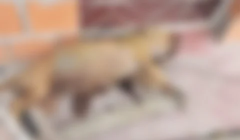 Cadela grávida da raça Pit Bull morre acorrentada em fio de aço no interior do Amazonas