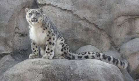 Leopardos raros morrem em zoológico dos EUA após contraírem Covid-19